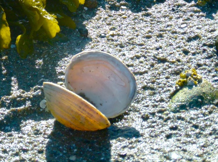 light on shell