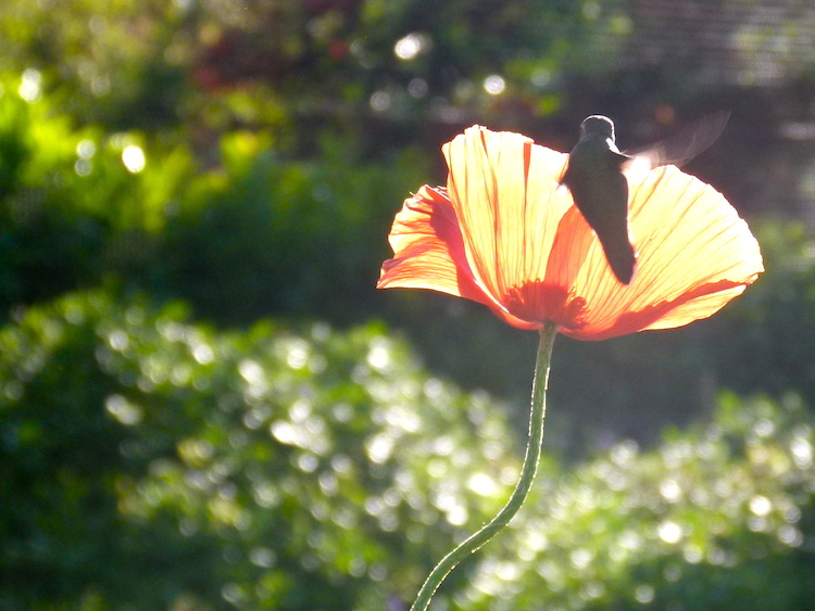 hummingbird-and-poppy