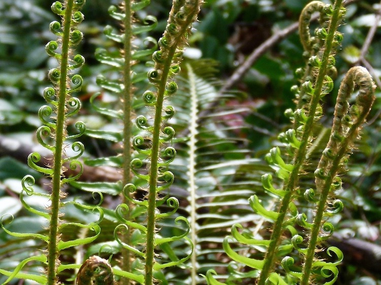ferns unfurling 750