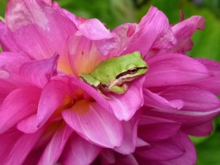 frog on flower 750.jpg